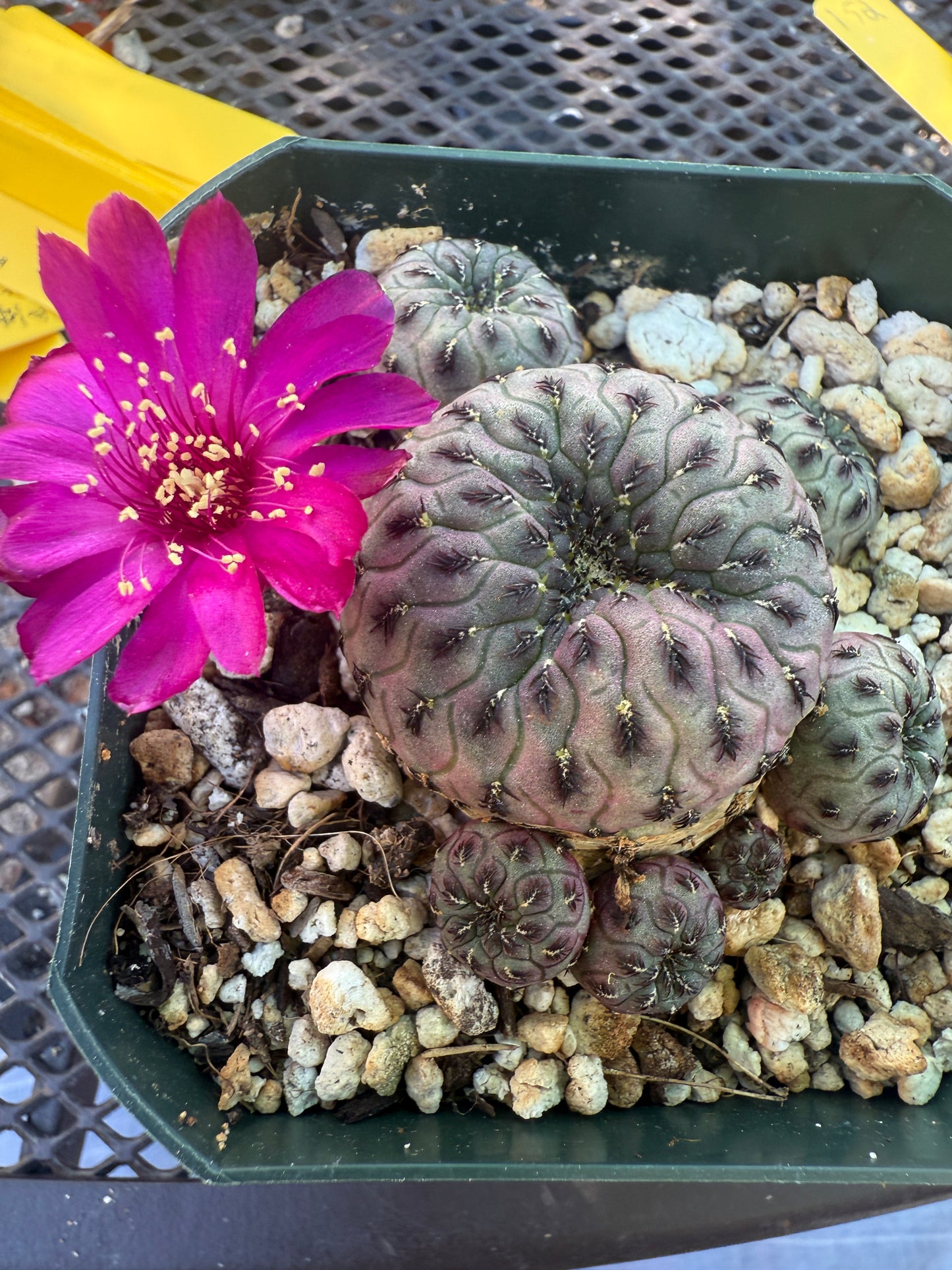Sulcorebutia rauschii cactus 152