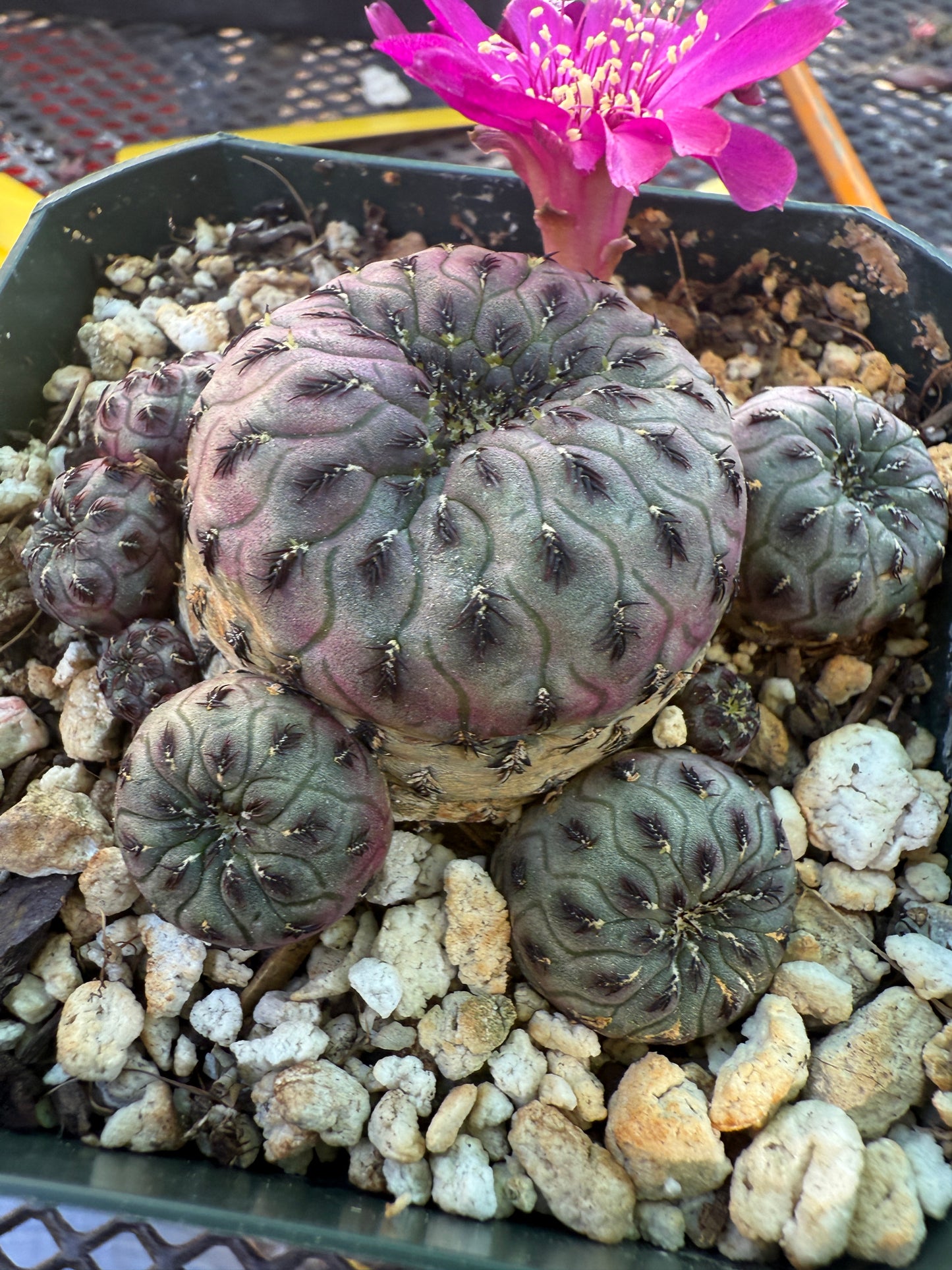 Sulcorebutia rauschii cactus 152