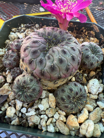 Sulcorebutia rauschii cactus 152