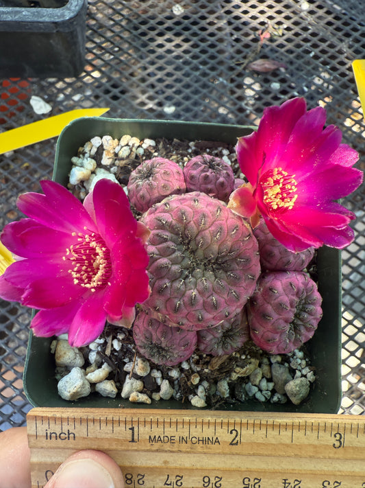 Sulcorebutia rauschii violaceidermis 154