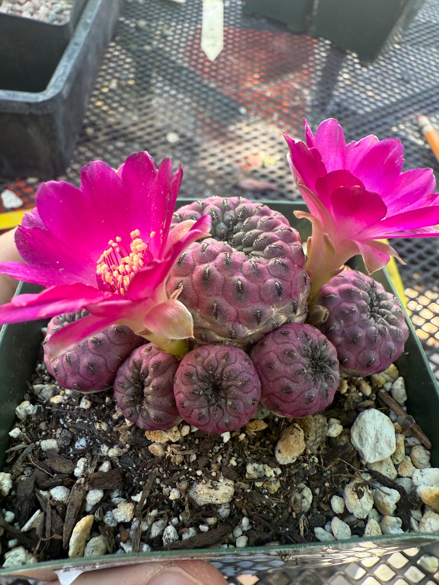 Sulcorebutia rauschii violaceidermis 154