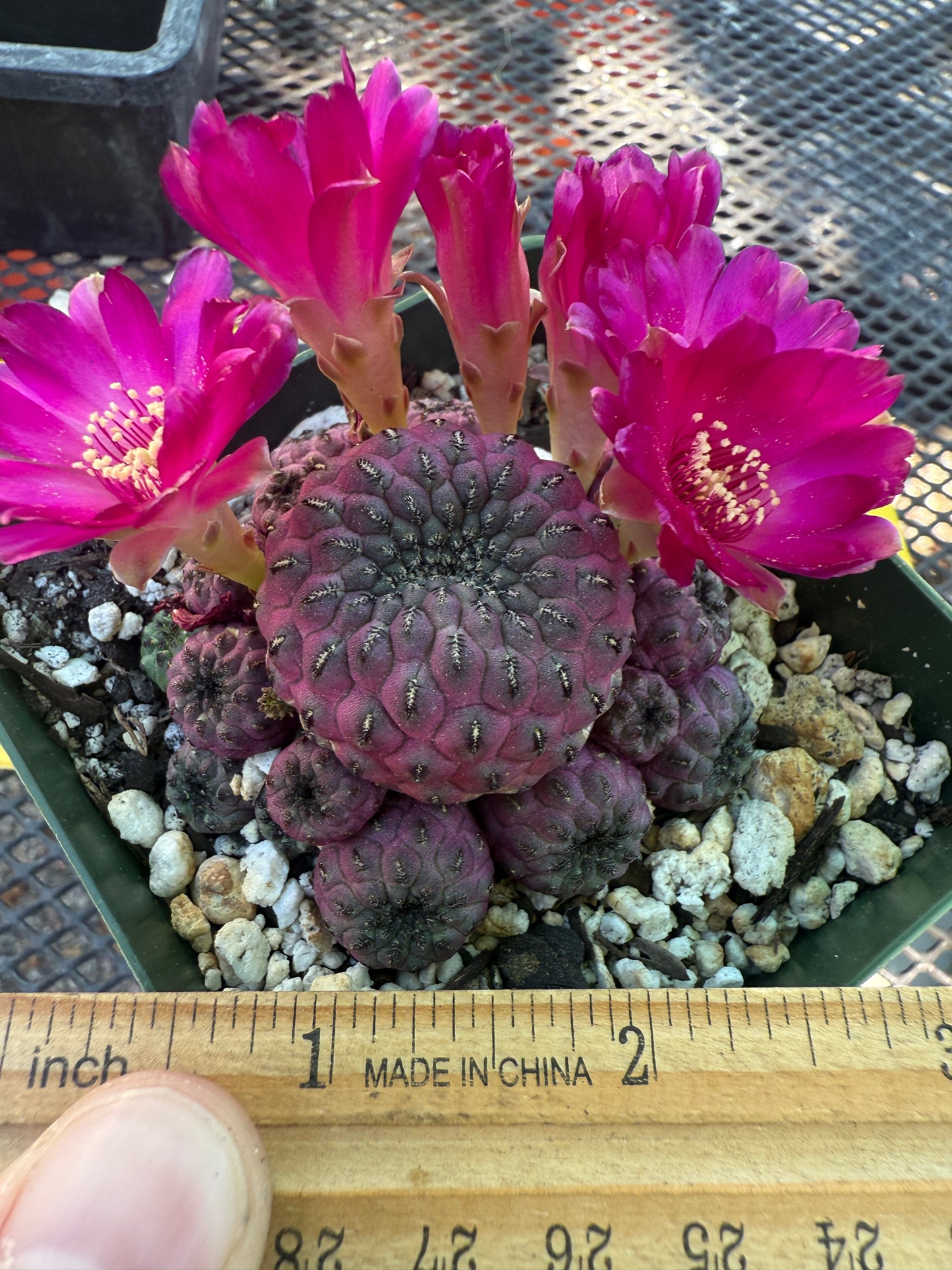 Sulcorebutia rauschii violaceidermis 154