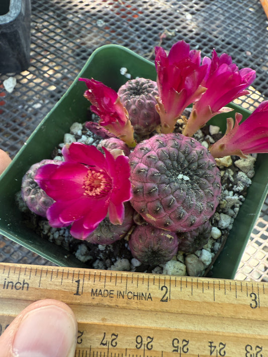 Sulcorebutia rauschii violaceidermis 155