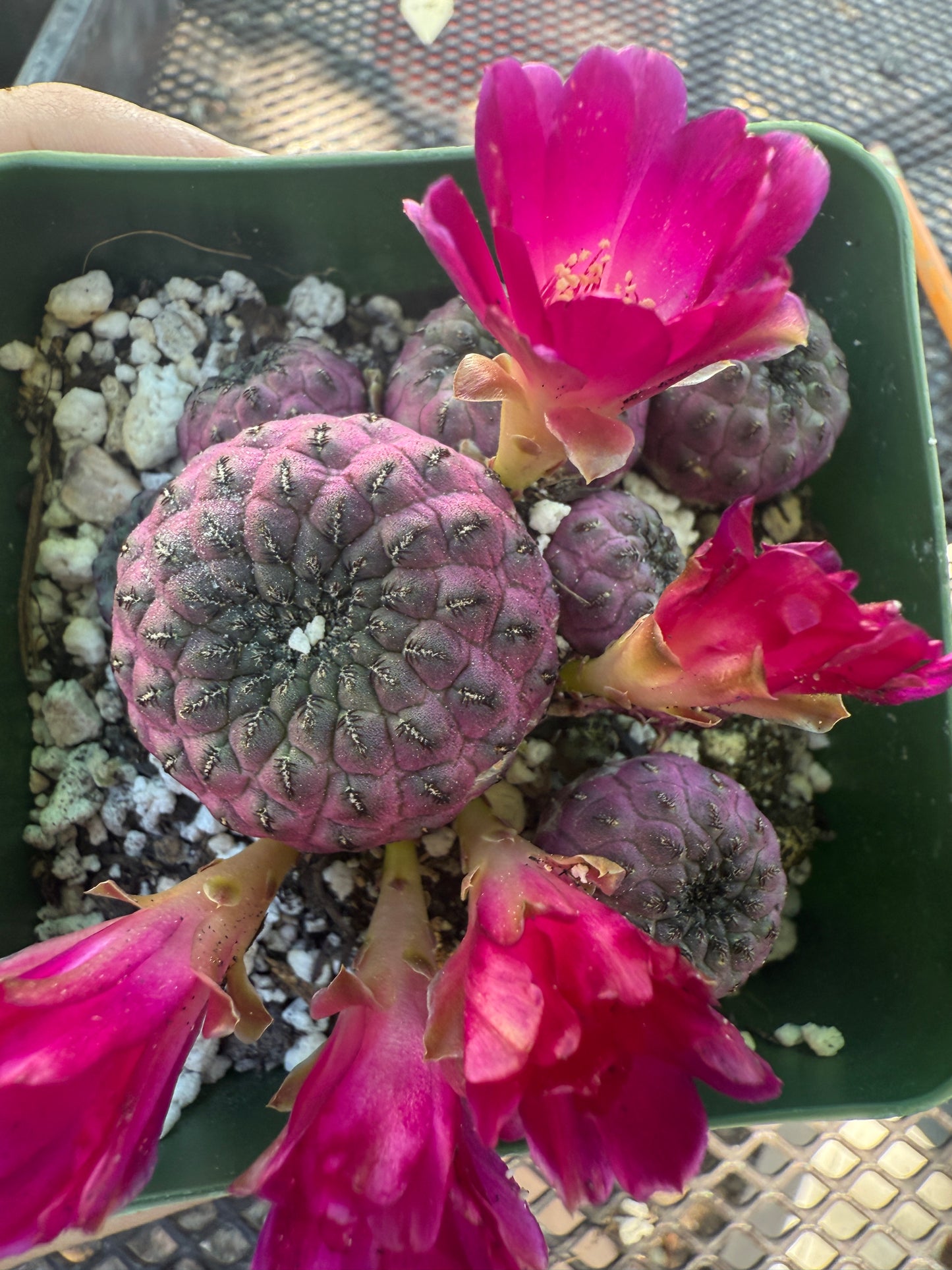 Sulcorebutia rauschii violaceidermis 155