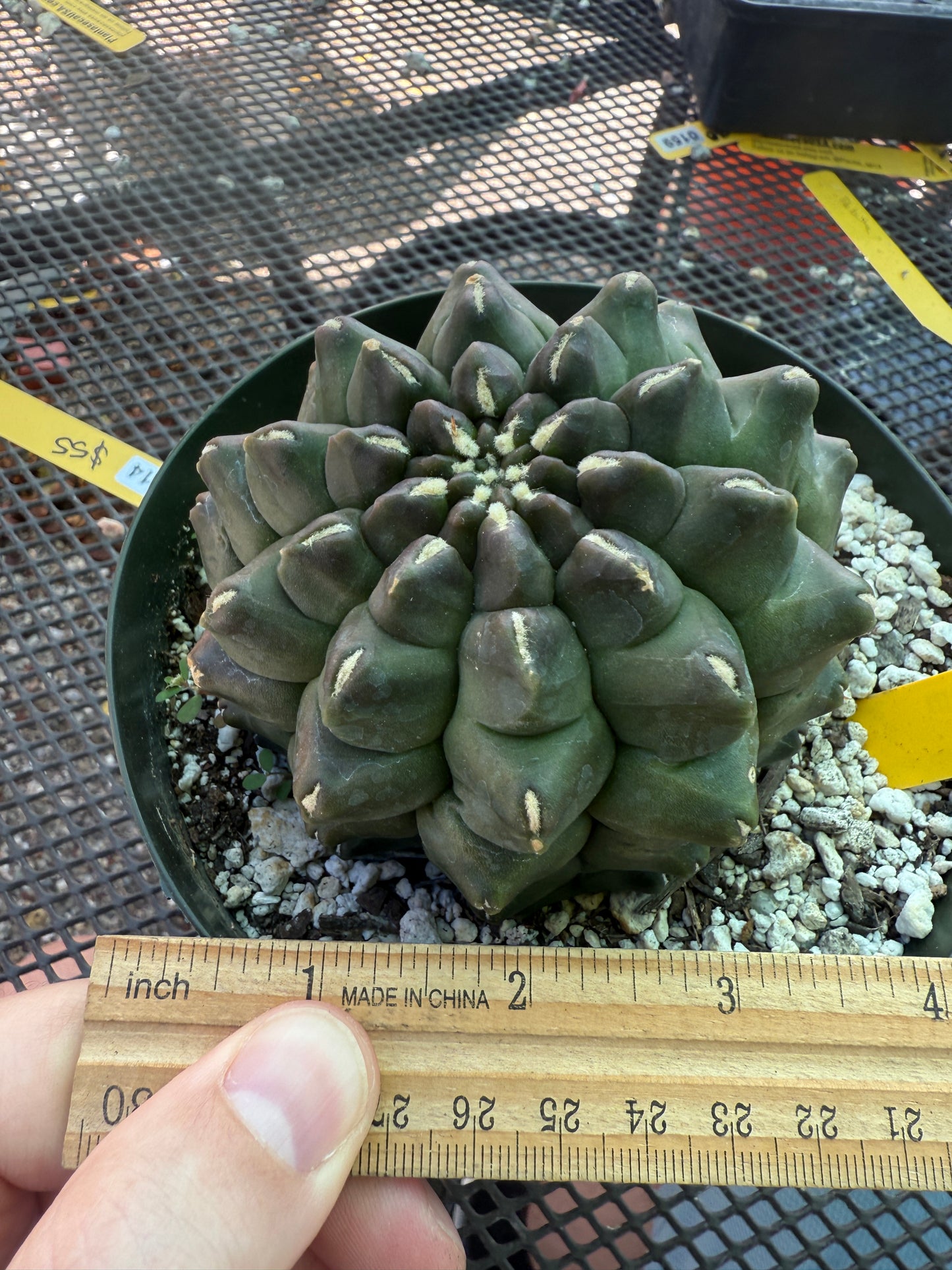 Gymnocalycium transformer large in 6 inch pot 1829