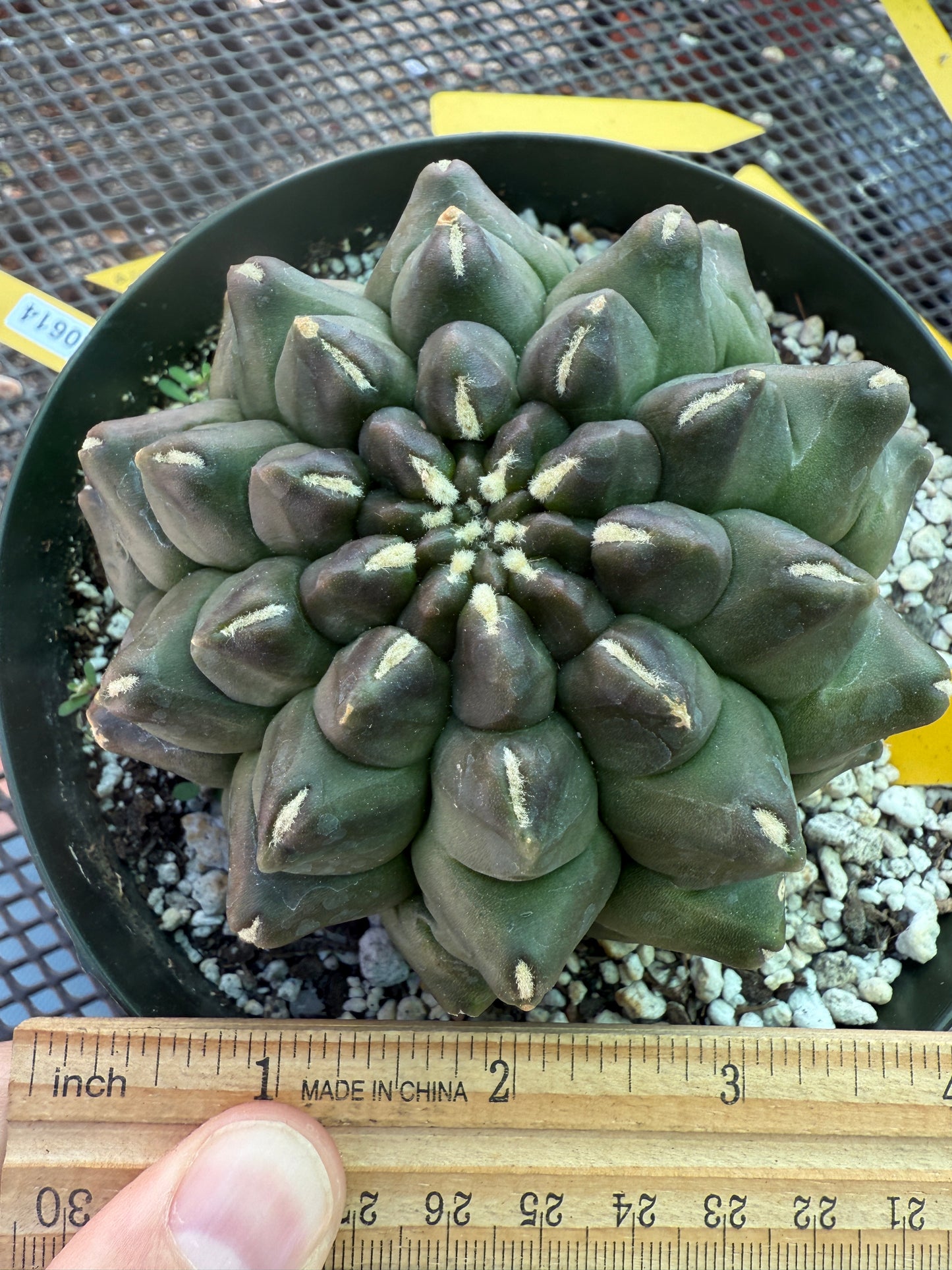 Gymnocalycium transformer large in 6 inch pot 1829