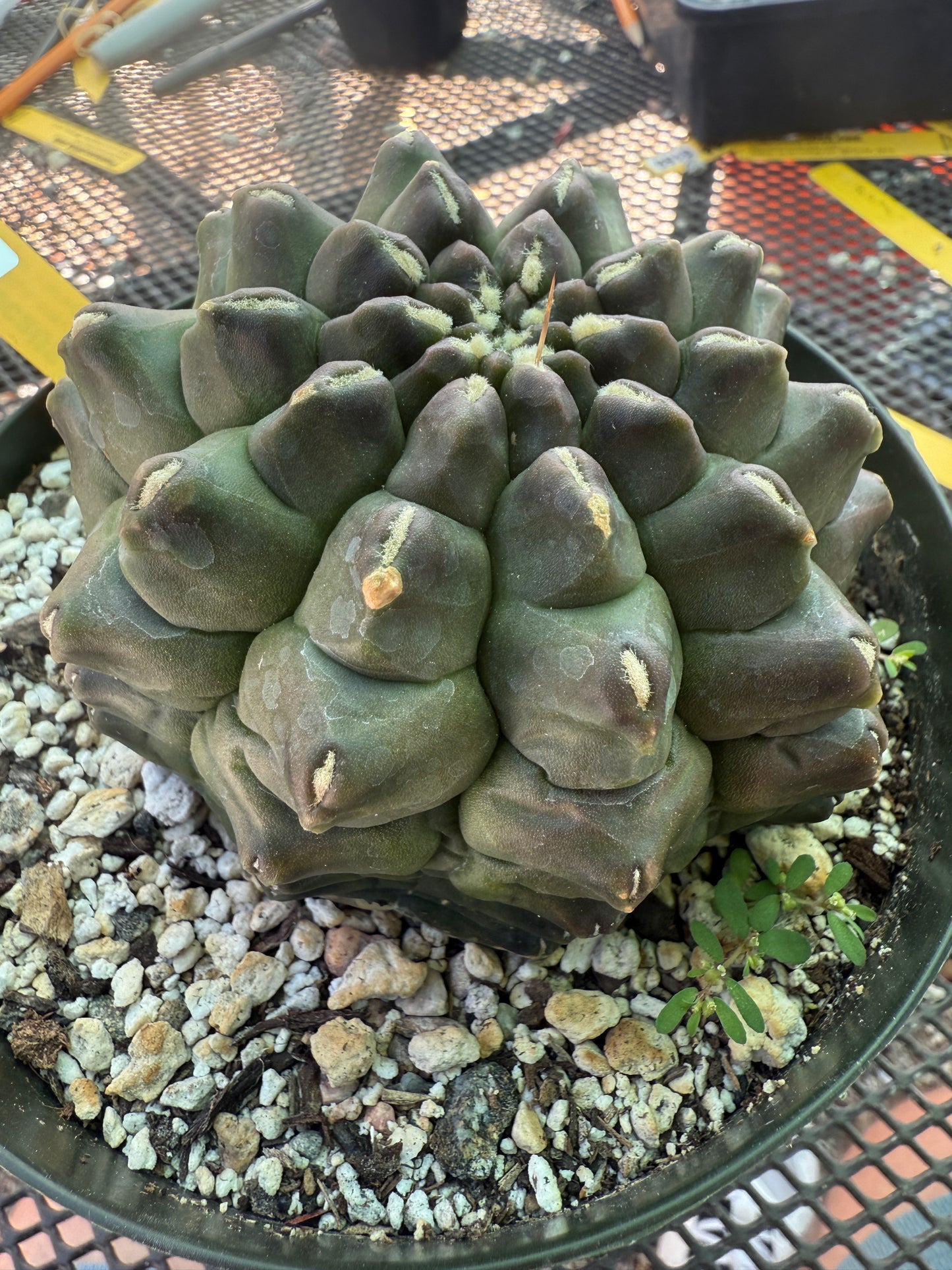 Gymnocalycium transformer large in 6 inch pot 1829