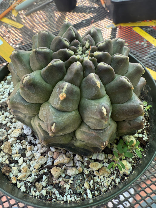 Gymnocalycium transformer large in 6 inch pot 1829