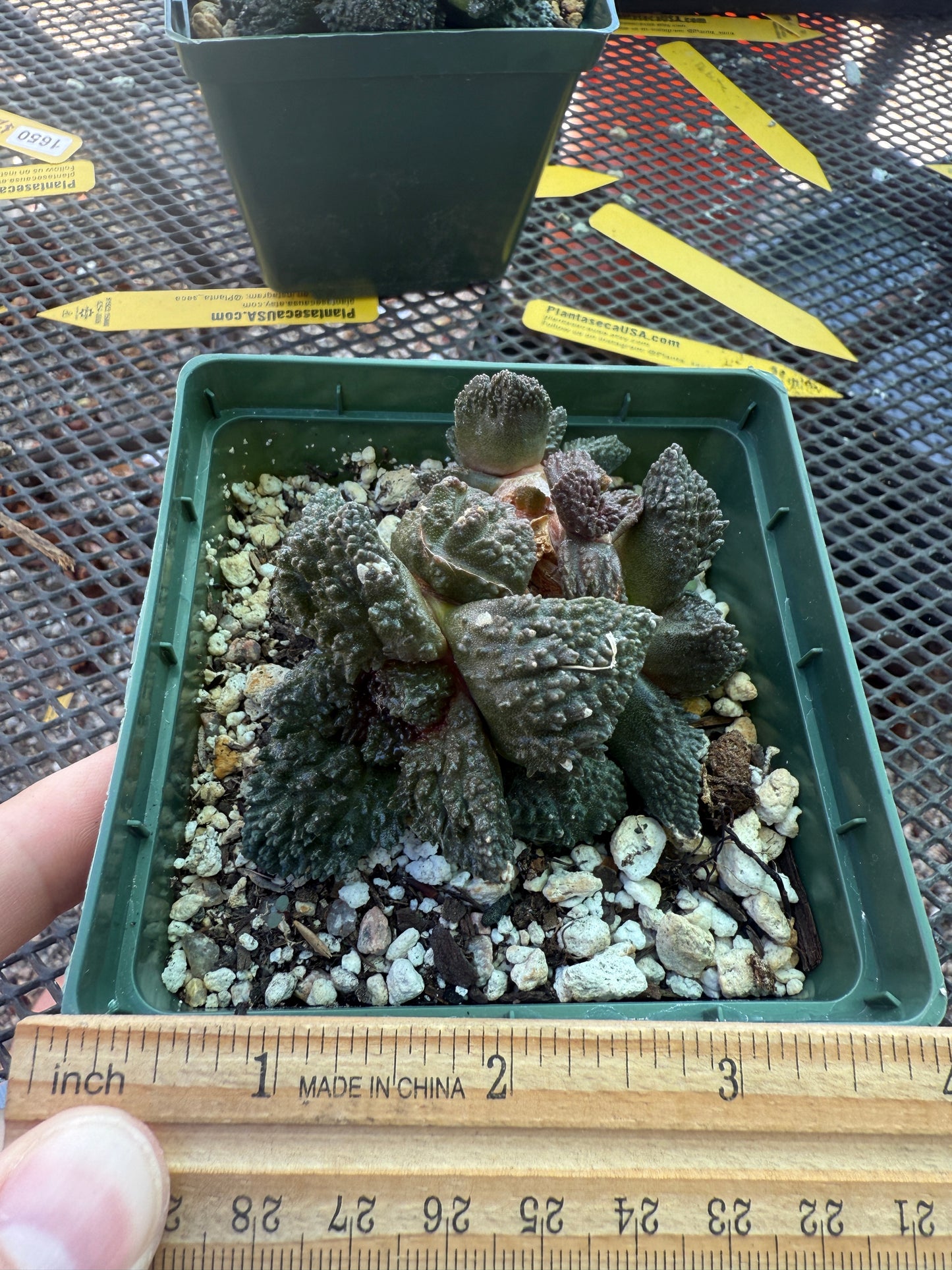 Ariocarpus Godzilla cluster grafted on short pereskiopsis 1553