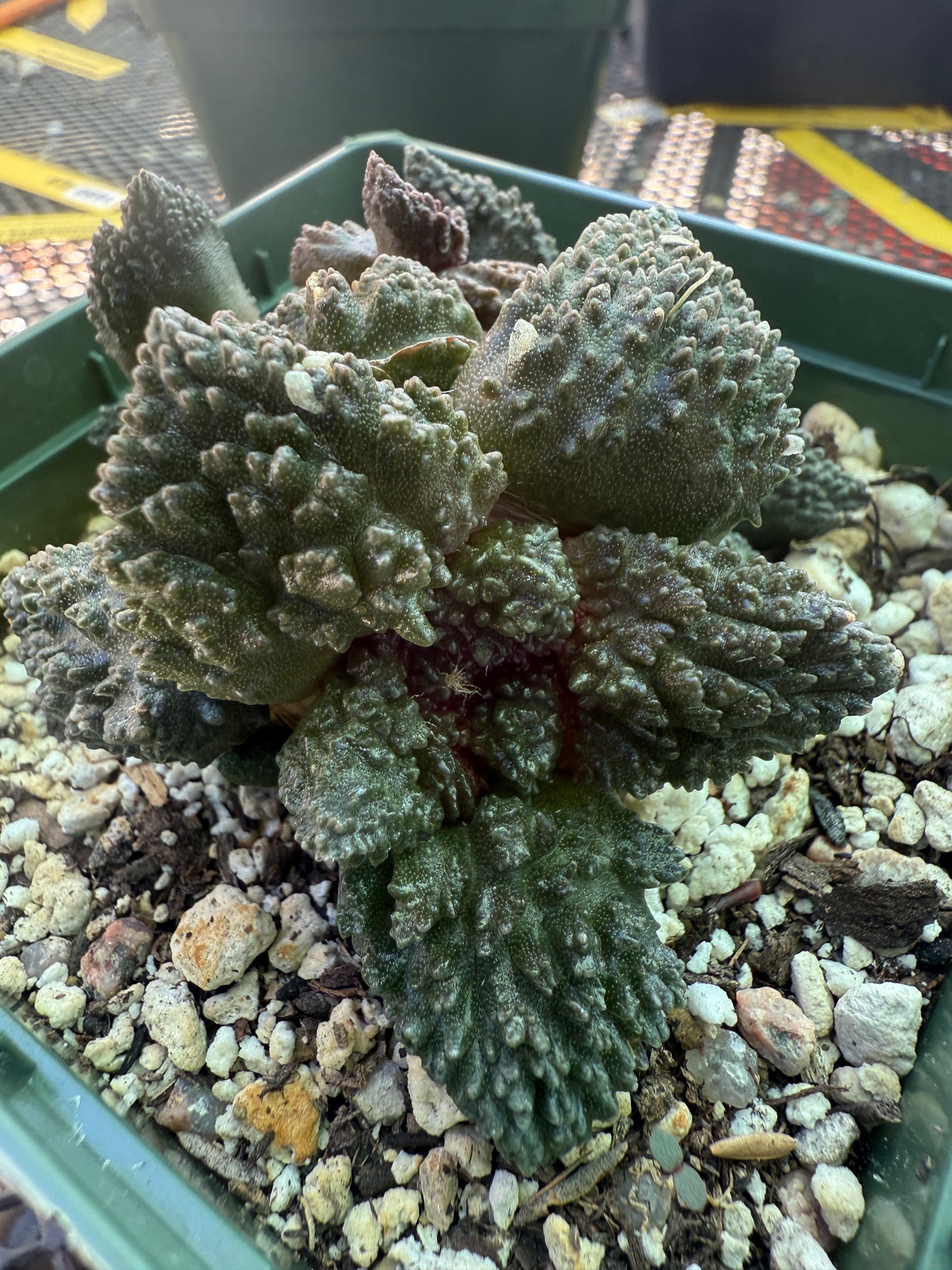 Ariocarpus Godzilla cluster grafted on short pereskiopsis 1553
