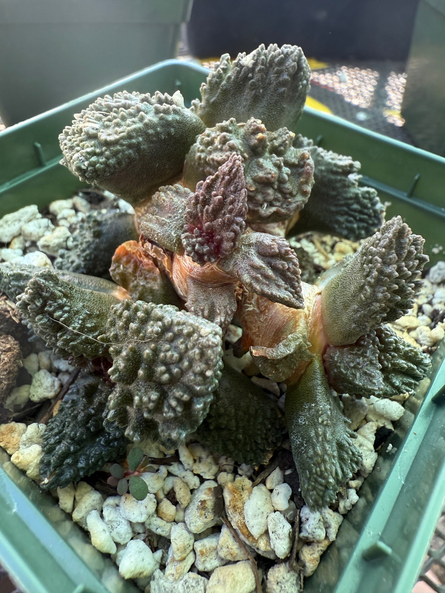 Ariocarpus Godzilla cluster grafted on short pereskiopsis 1553