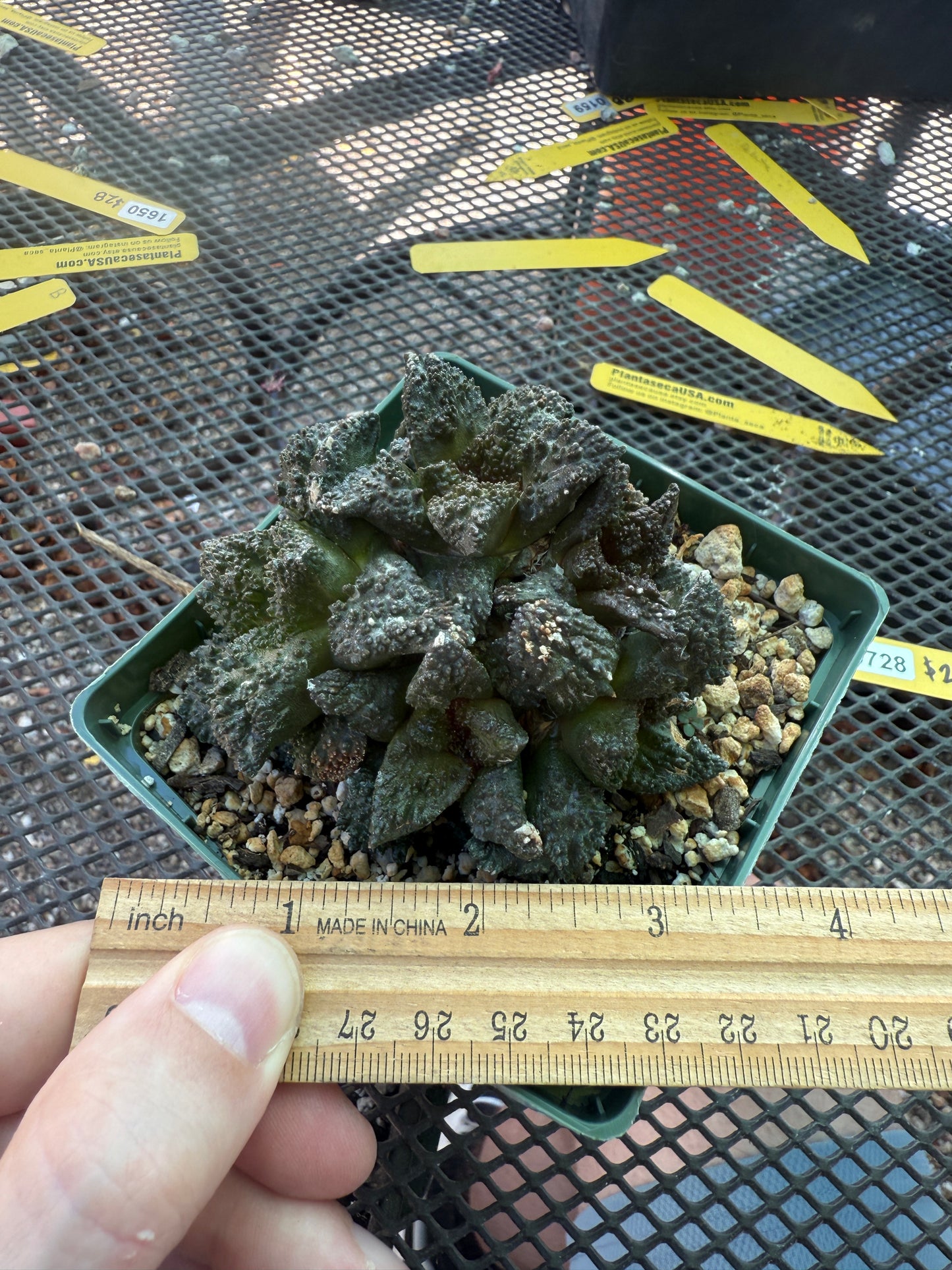Ariocarpus Godzilla clusters on short pereskiopsis graft 0728
