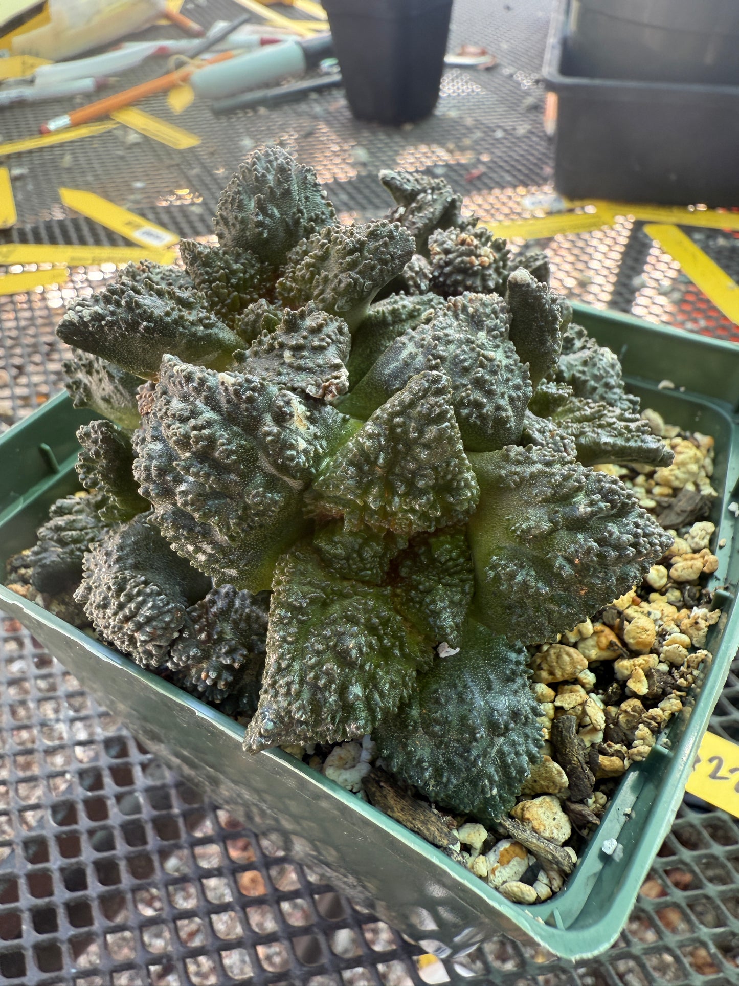 Ariocarpus Godzilla clusters on short pereskiopsis graft 0728