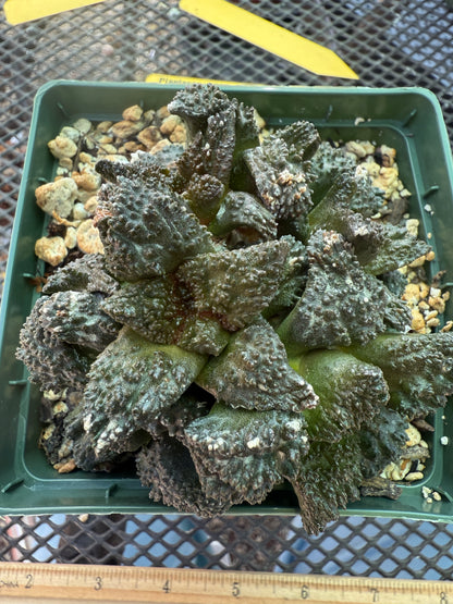 Ariocarpus Godzilla clusters on short pereskiopsis graft 0728