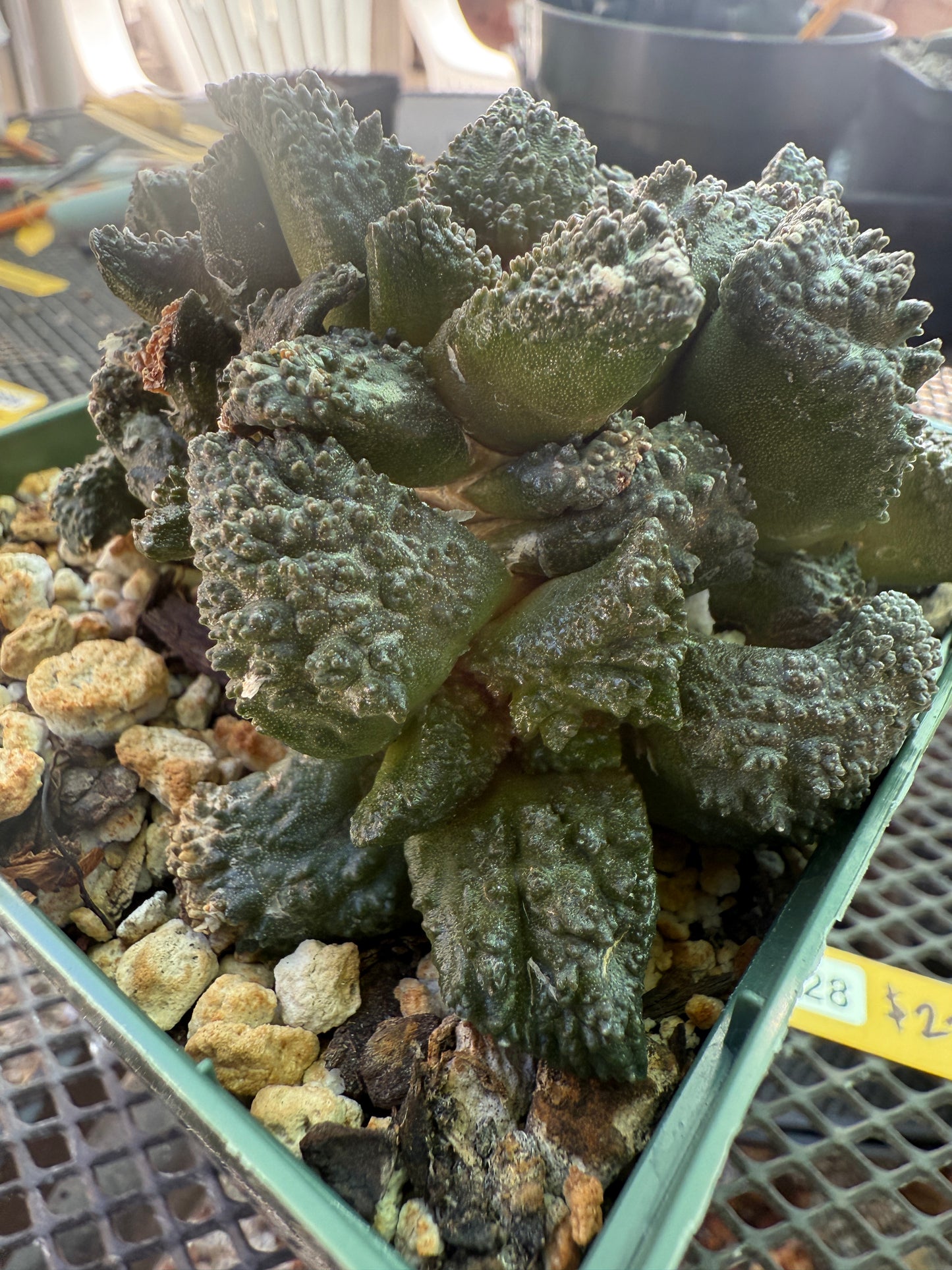 Ariocarpus Godzilla clusters on short pereskiopsis graft 0728