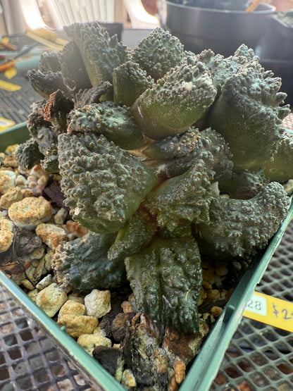 Ariocarpus Godzilla clusters on short pereskiopsis graft 0728