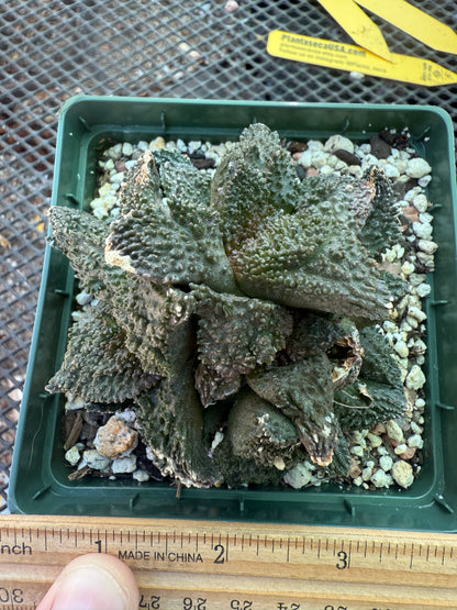 Ariocarpus Godzilla clusters on short pereskiopsis graft 1650