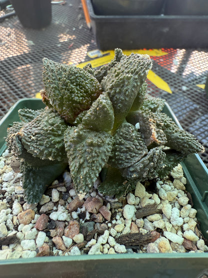 Ariocarpus Godzilla clusters on short pereskiopsis graft 1650