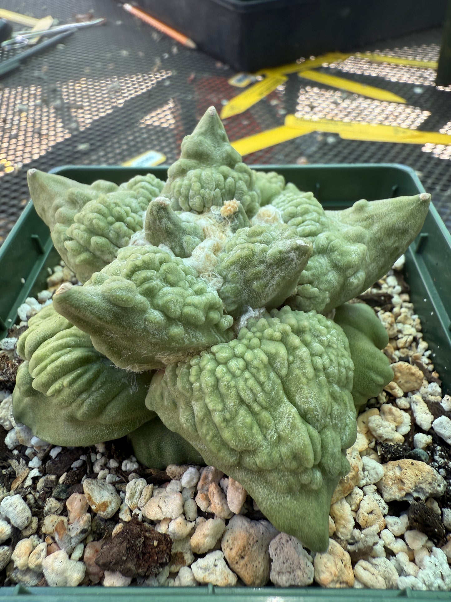 Ariocarpus cauliflower king on short pereskiopsis graft 1805