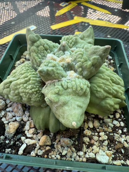 Ariocarpus cauliflower king on short pereskiopsis graft 1805