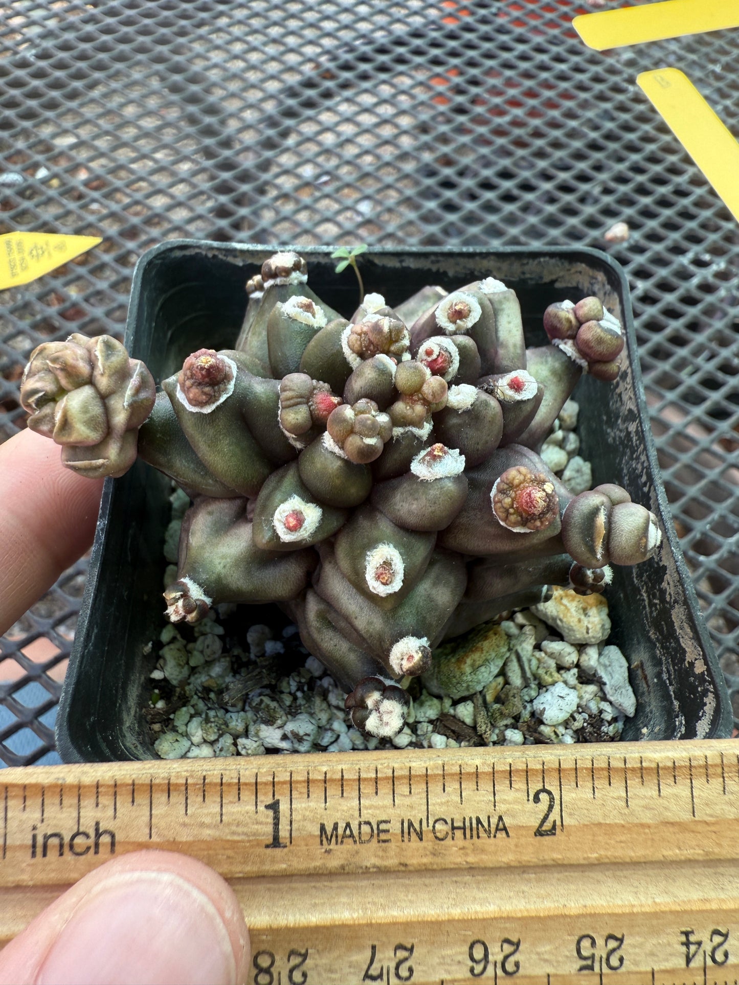 Gymnocalycium transformer monstrose very nice 1830