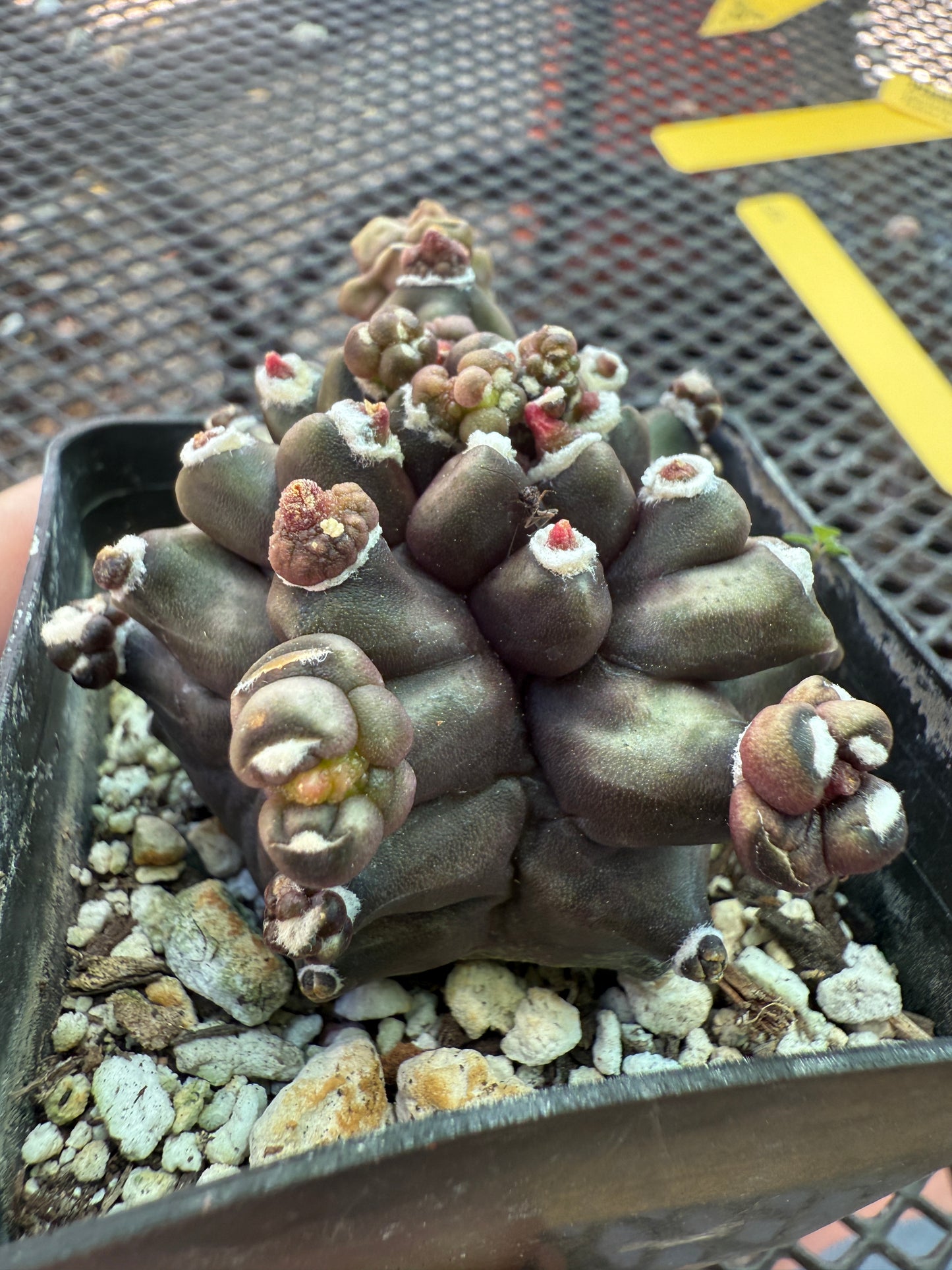 Gymnocalycium transformer monstrose very nice 1830