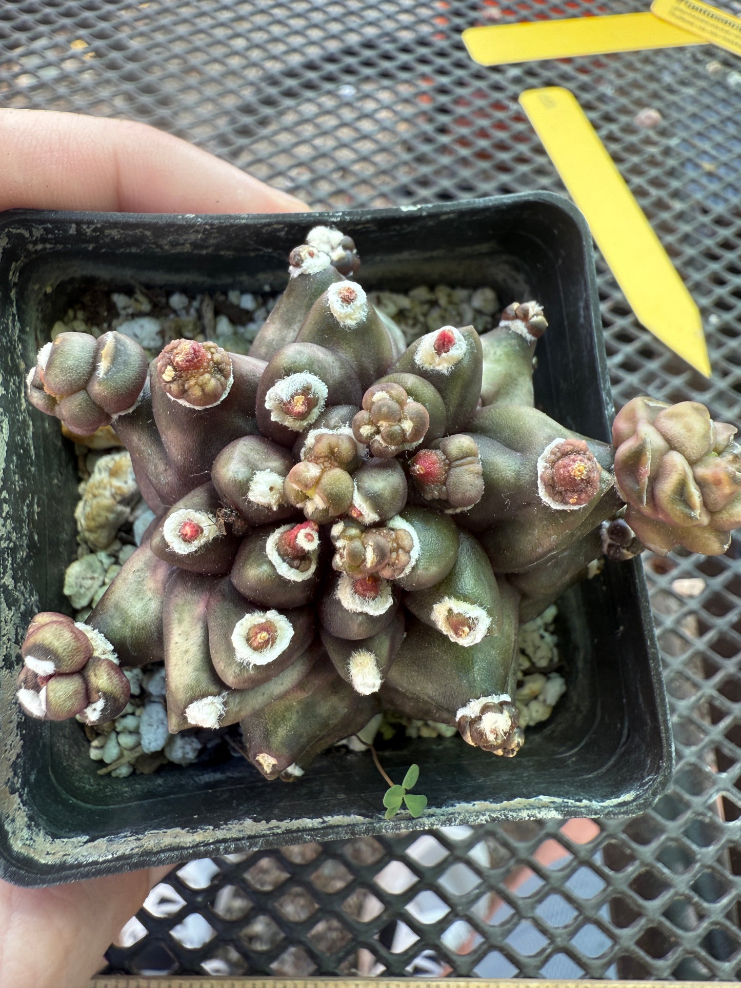 Gymnocalycium transformer monstrose very nice 1830