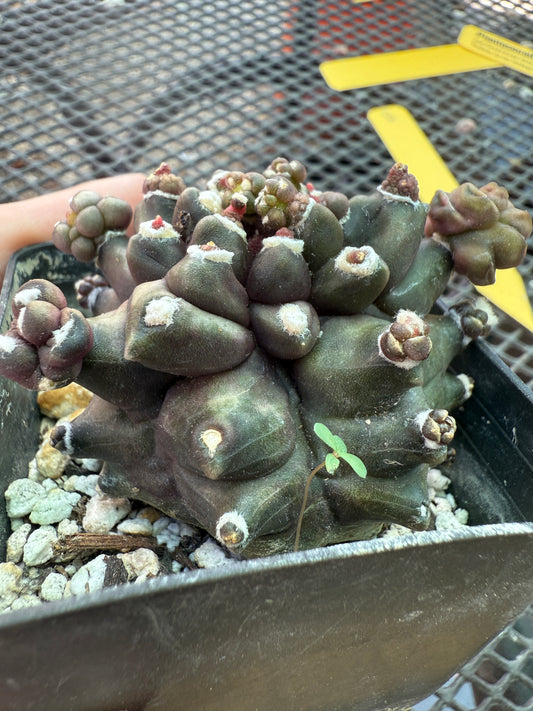 Gymnocalycium transformer monstrose very nice 1830