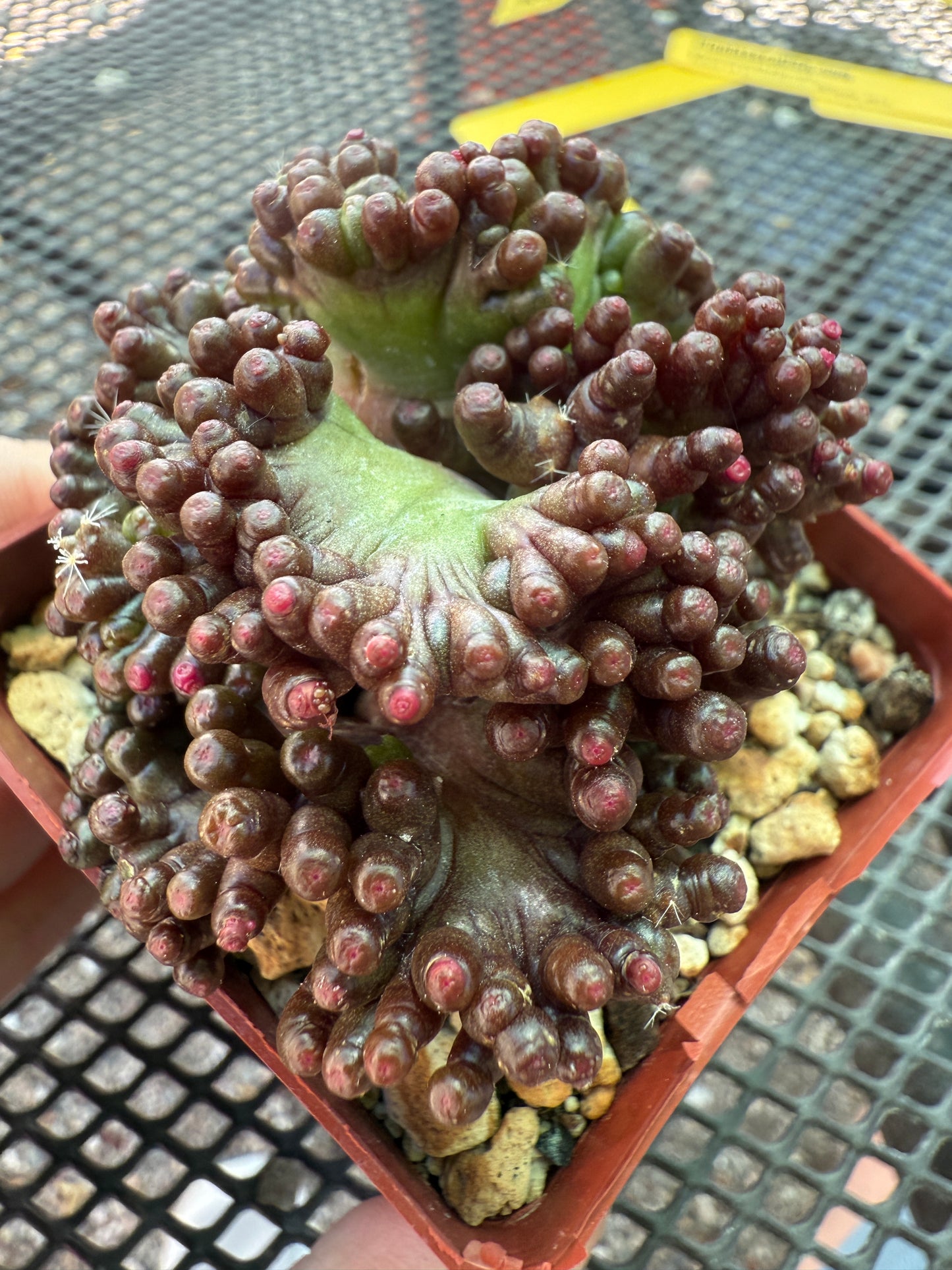 Mammillaria red fred crest very nice 1641