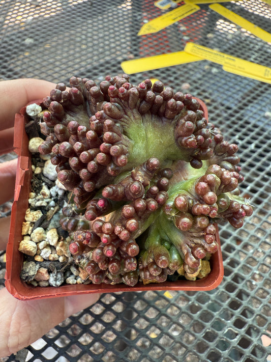 Mammillaria red fred crest very nice 1641