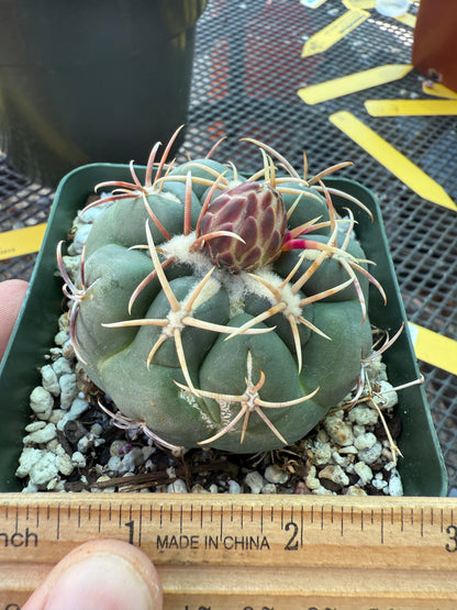 Thelocactus lloydii major 0106
