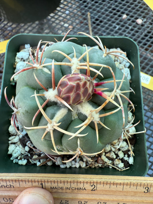 Thelocactus lloydii major 0106