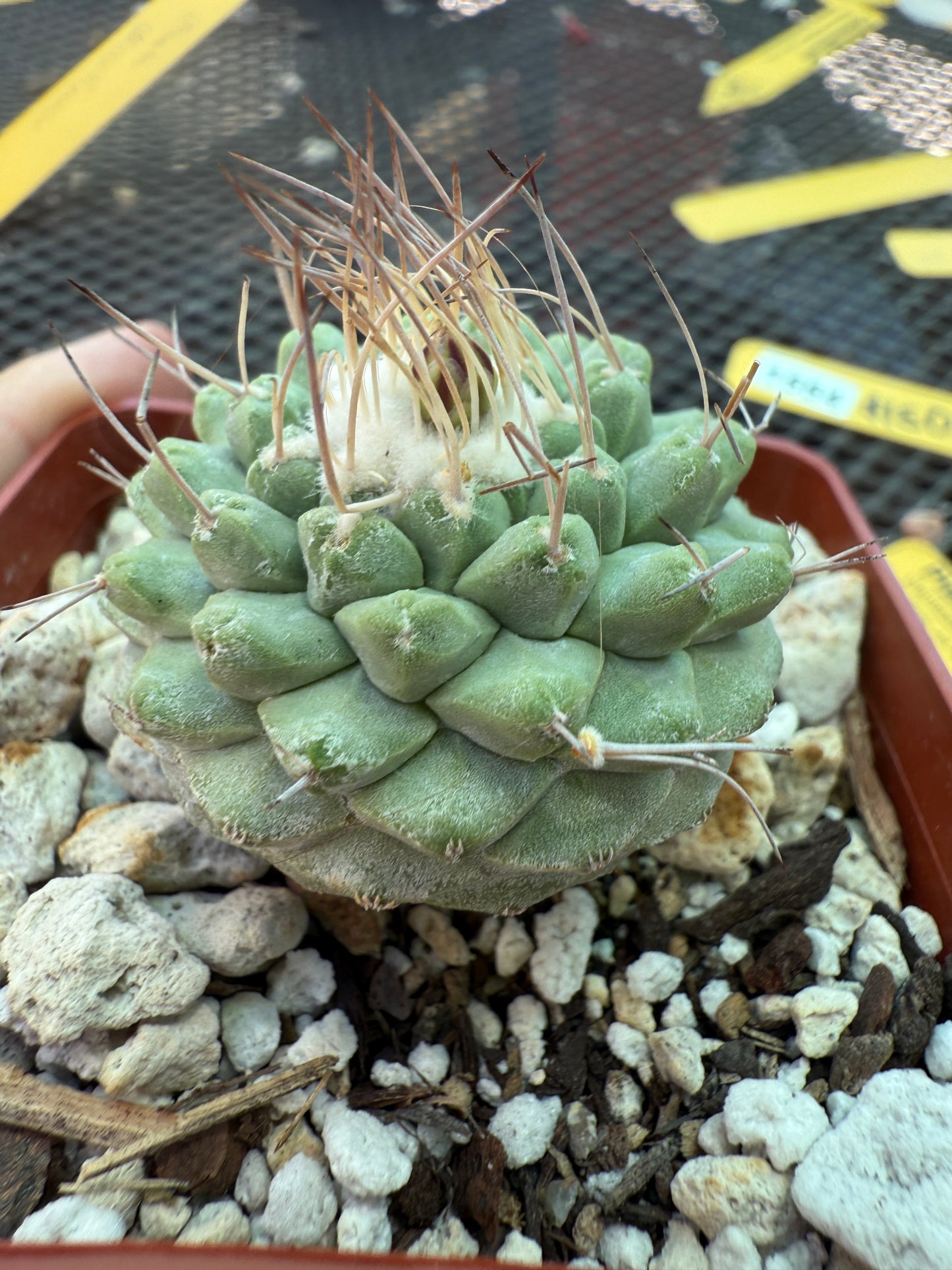 Strombocactus disciformis rare cactus 1554