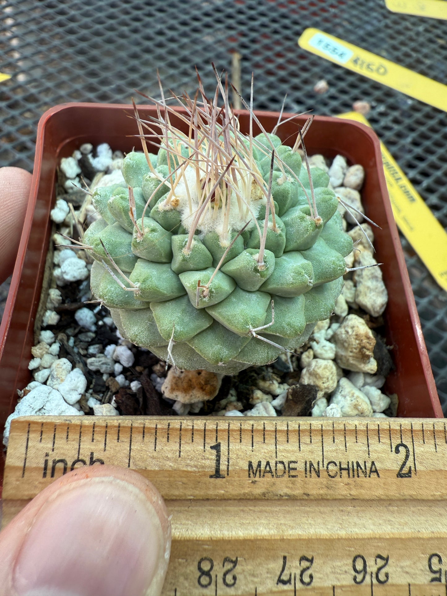 Strombocactus disciformis rare cactus 1554