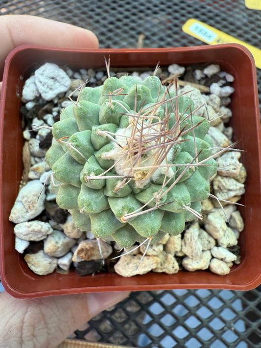 Strombocactus disciformis rare cactus 1554