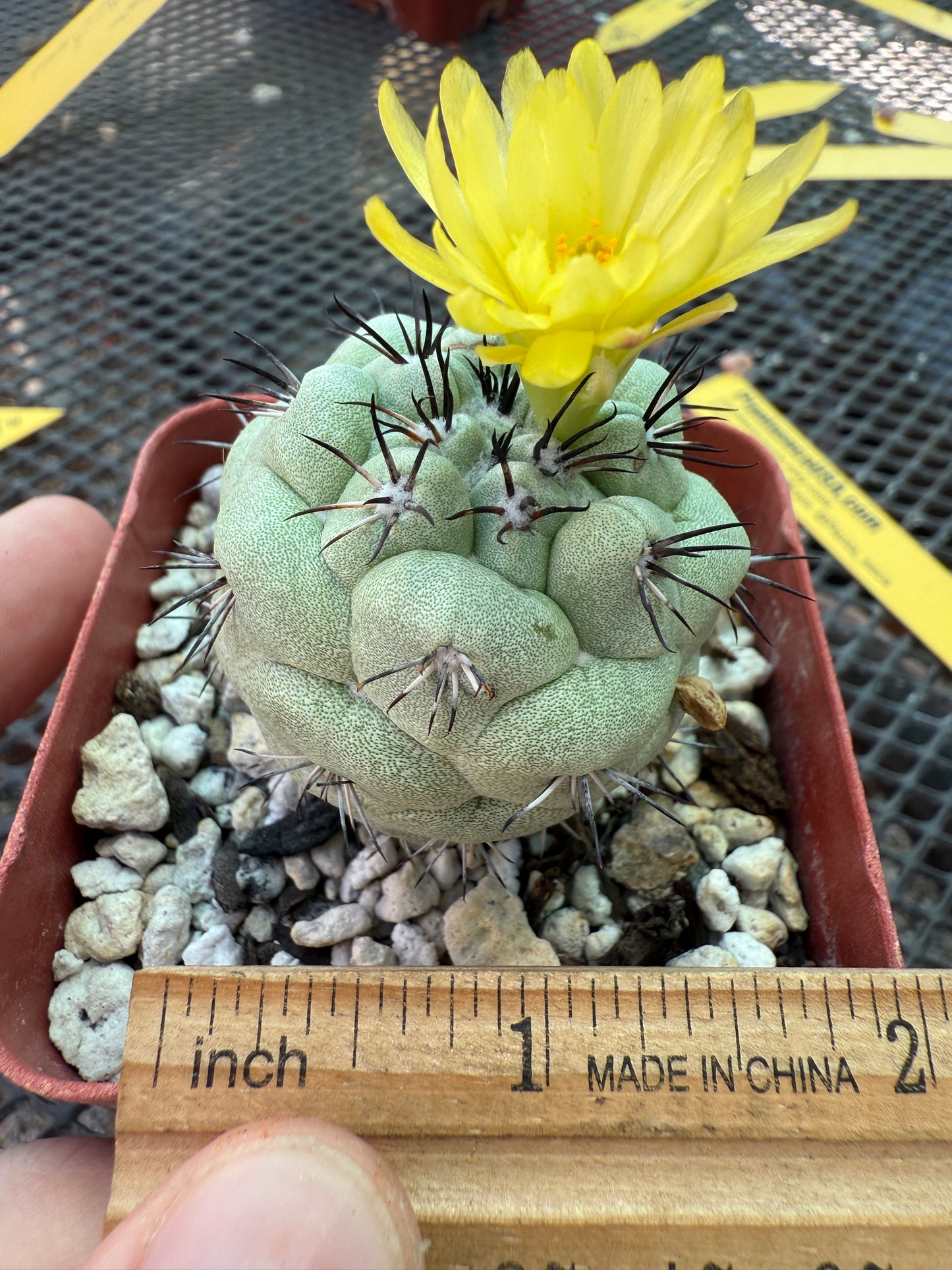 Ortegocactus macdougalii rare cactus nice size 159