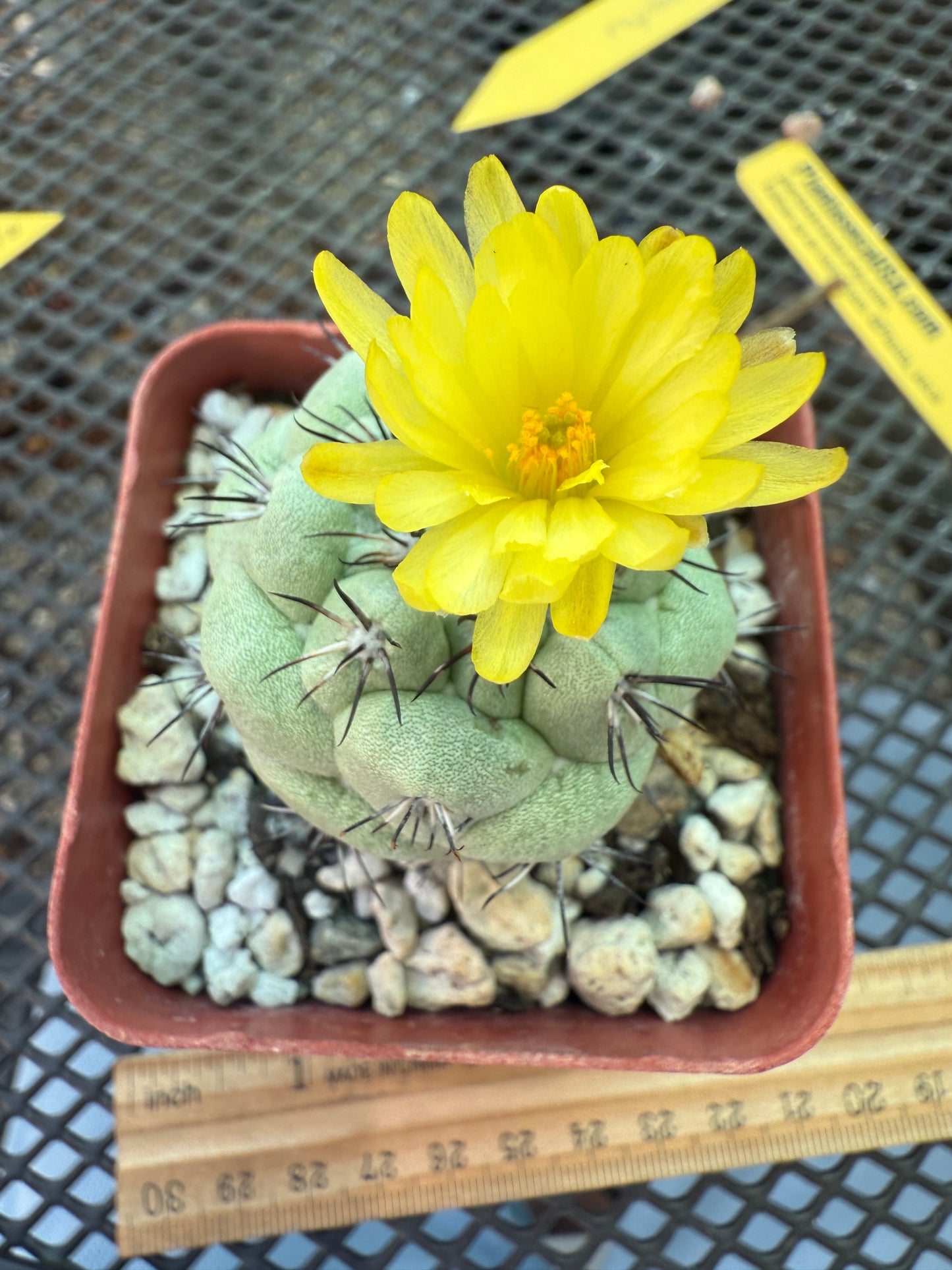 Ortegocactus macdougalii rare cactus nice size 159
