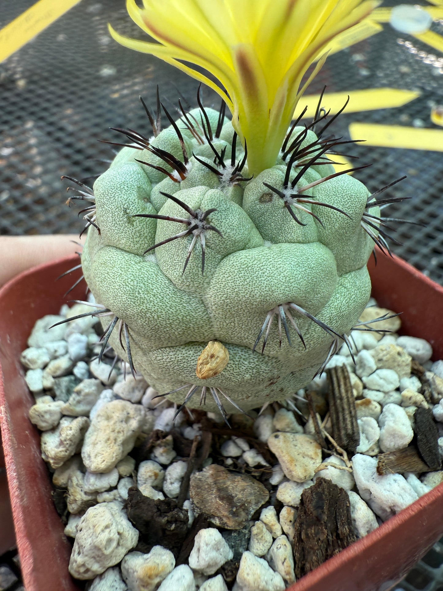 Ortegocactus macdougalii rare cactus nice size 159