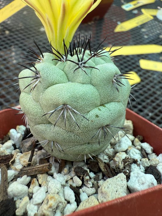 Ortegocactus macdougalii rare cactus nice size 159
