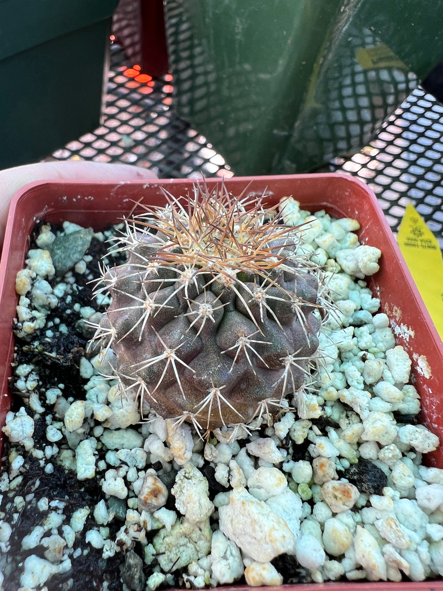 Copiapoa rupestris cactus in 2.75 inch pot