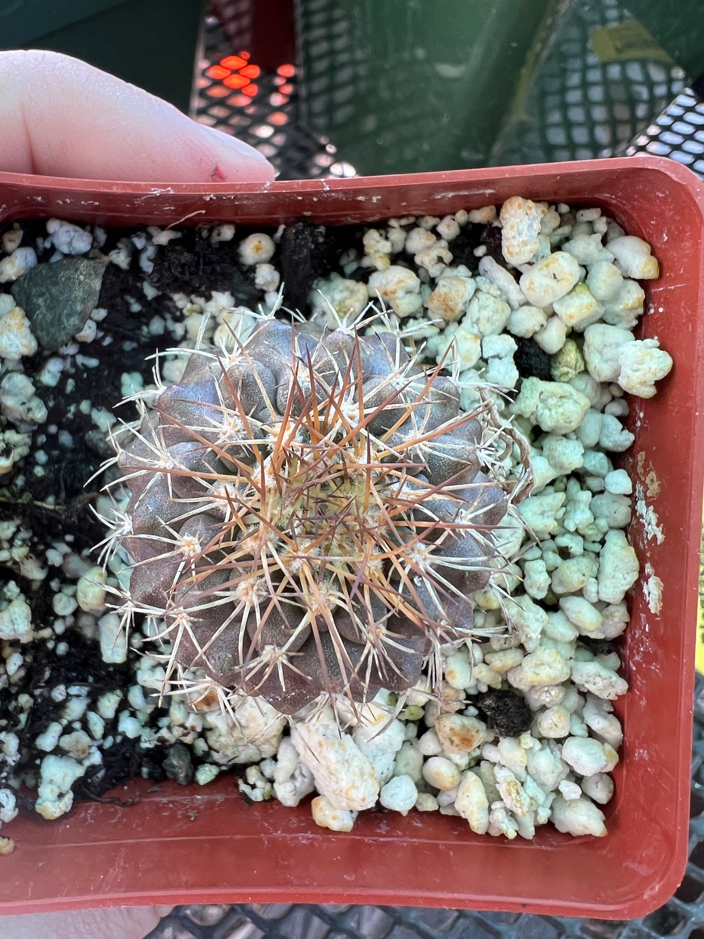 Copiapoa rupestris cactus in 2.75 inch pot