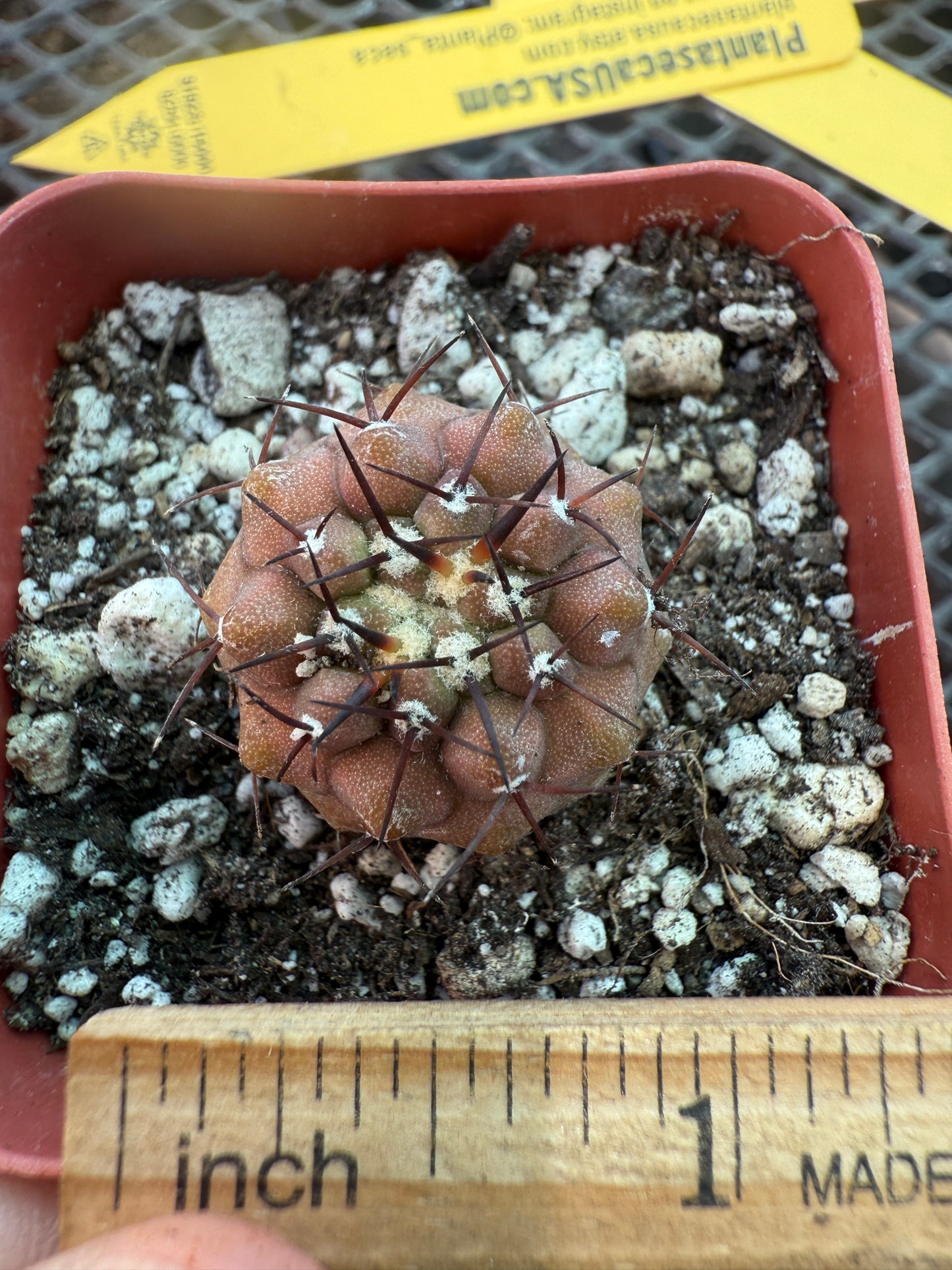 Copiapoa columna alba rare cactus 1227