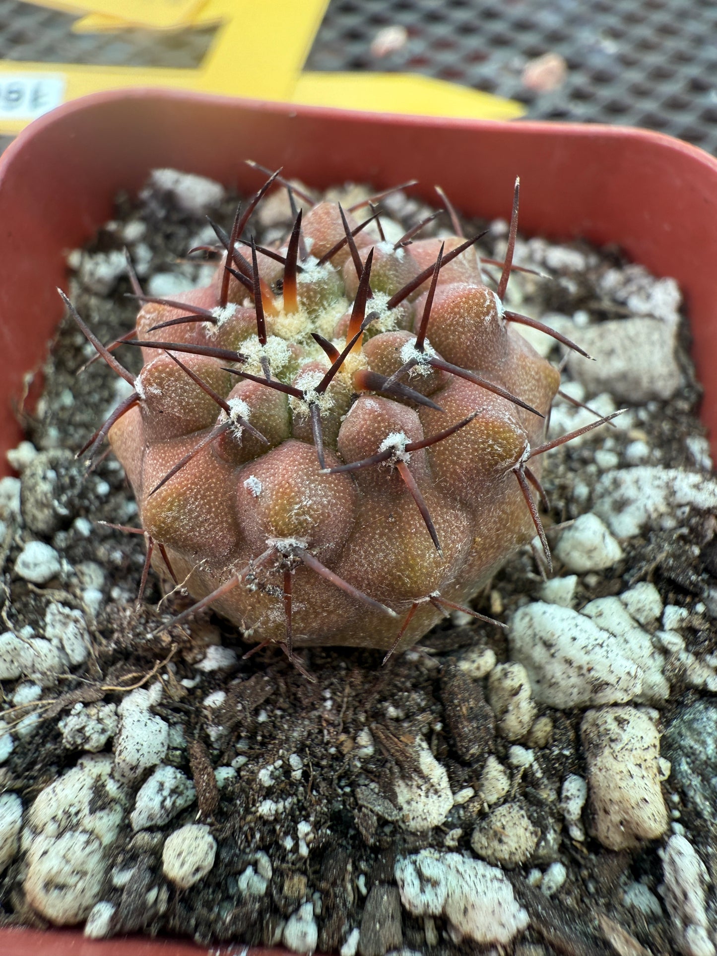 Copiapoa columna alba rare cactus 1227