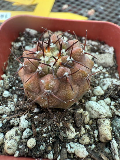 Copiapoa columna alba rare cactus 1227