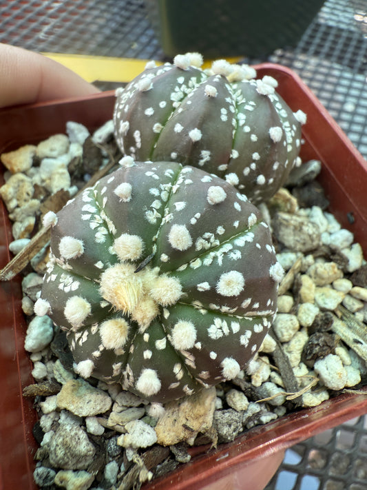 Astrophytum super kabuto two heads 1516