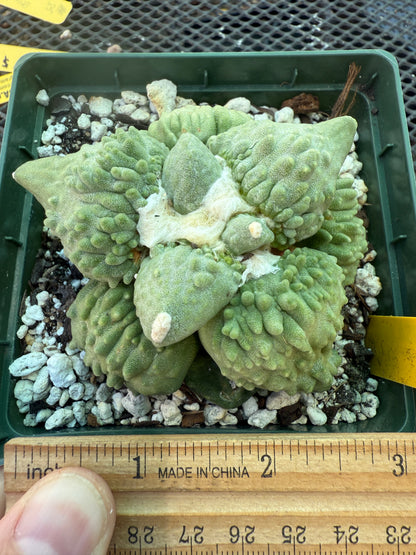 Ariocarpus cauliflower on short pereskiopsis graft very nice plant 1807