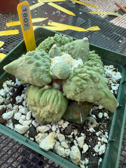Ariocarpus cauliflower on short pereskiopsis graft very nice plant 1807