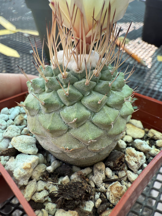 Strombocactus disciformis nice form cactus 1667