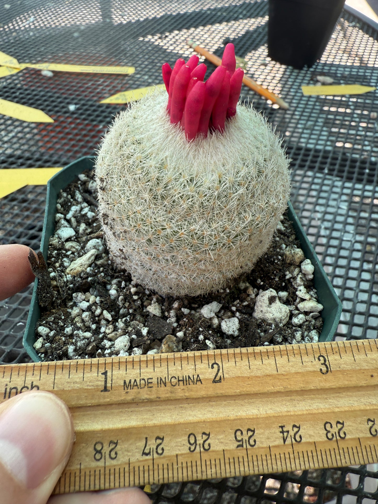 Epithelantha micromeres large 1727