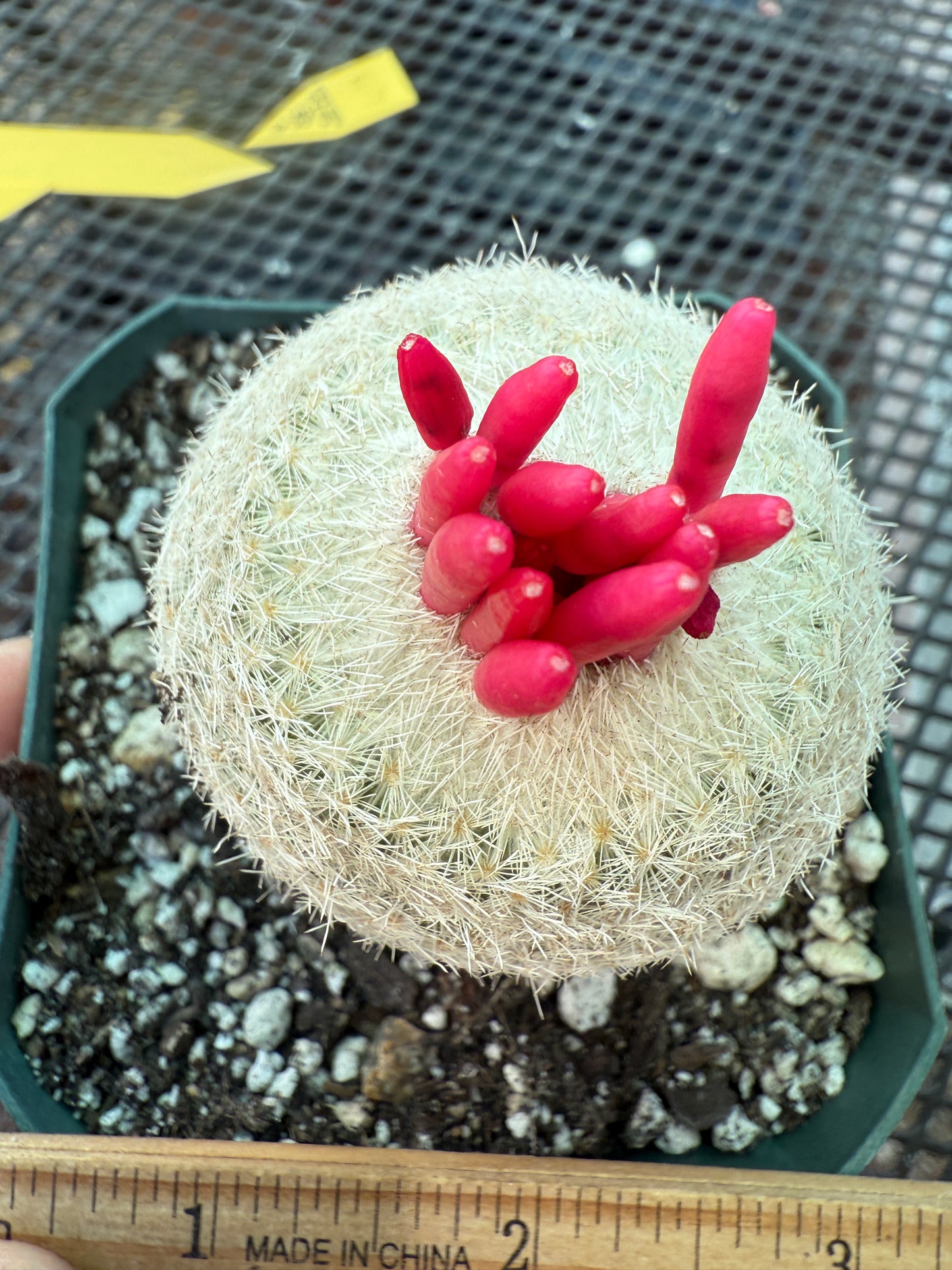 Epithelantha micromeres large 1727